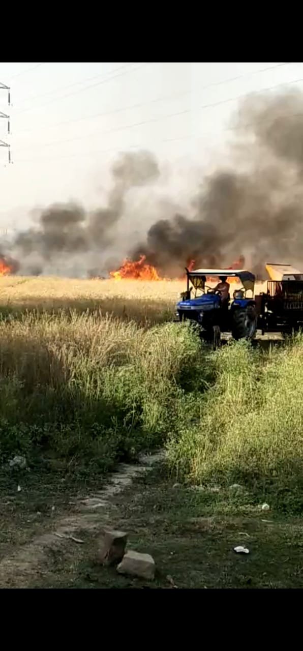शार्ट सर्किट से गेहूं की फसल में आग लगने से लगभग छः बीघे गेहूं जलकर राख