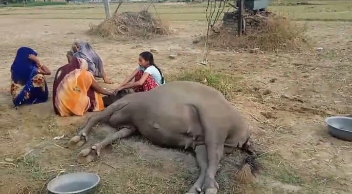 मेजा में करंट के झटके ने ले ली भैंस की जान