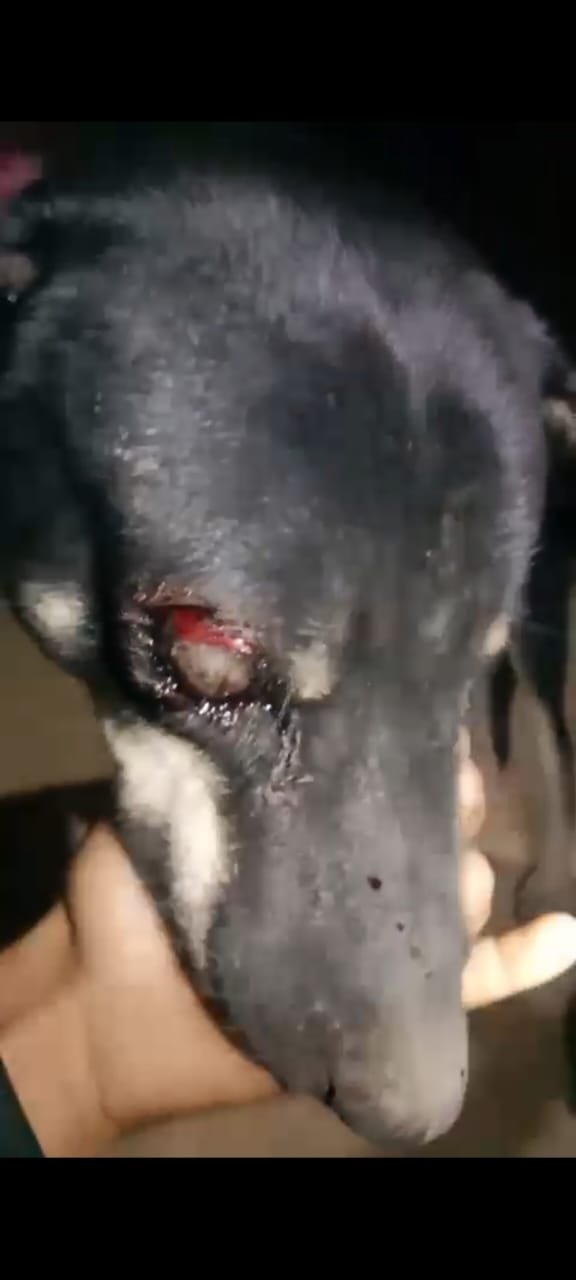 पड़ोसियों ने लाठी डंडों से कुत्ते को मार कर किया अधमरा, पीड़ित ने लगाई न्याय की गुहार